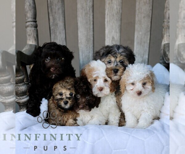 Medium Photo #3 Shih-Poo Puppy For Sale in GORDONVILLE, PA, USA