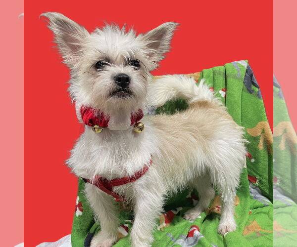 Medium Photo #8 Shih Tzu-Unknown Mix Puppy For Sale in Phoenix, AZ, USA