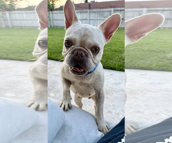 Medium Photo #13 French Bulldog Puppy For Sale in Boca Raton, FL, USA