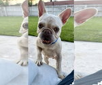 Small #12 French Bulldog