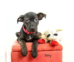 Small Plott Hound Mix