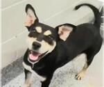 Small Doberman Pinscher Mix