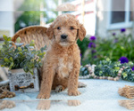 Puppy Trixie Goldendoodle