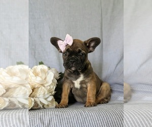 French Bulldog Puppy for sale in QUARRYVILLE, PA, USA
