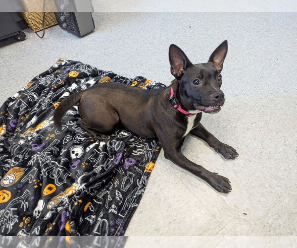 Medium Photo #6 American Pit Bull Terrier Puppy For Sale in Evansville, IN, USA