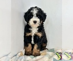 Small #5 Miniature Bernedoodle