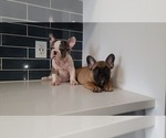 Small Photo #9 French Bulldog Puppy For Sale in PORT READING, NJ, USA