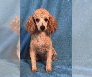 Father of the Poodle (Miniature) puppies born on 05/19/2025