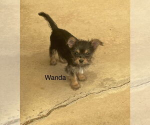 Mutt Dogs for adoption in Colorado Springs, CO, USA