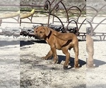 Small Photo #10 Rhodesian Ridgeback Puppy For Sale in MORONGO VALLEY, CA, USA