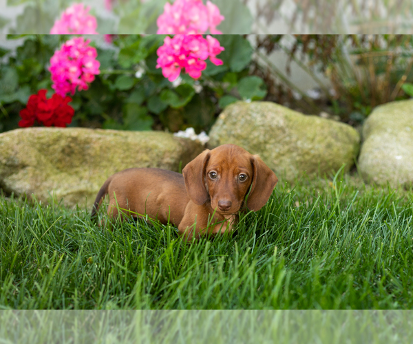 Medium Photo #1 Dachshund Puppy For Sale in MILLERSBURG, IN, USA