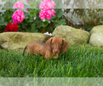 Image preview for Ad Listing. Nickname: Ira