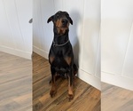 Small #2 Doberman Pinscher