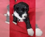 Small Photo #2 Aussiedoodle Puppy For Sale in CHILLICOTHE, OH, USA