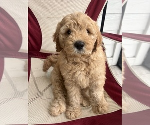 Goldendoodle (Miniature) Puppy for sale in SAINT JOHNS, FL, USA