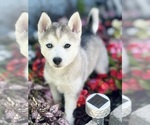 Puppy Rome Pomsky