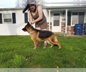 Mother of the German Shepherd Dog puppies born on 05/03/2019