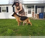 Small Photo #1 German Shepherd Dog Puppy For Sale in MARION, IN, USA