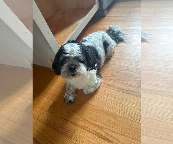 Medium Photo #4 Shih Tzu Puppy For Sale in pomfret, CT, USA