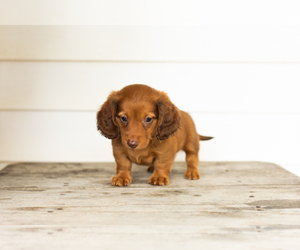 Dachshund Puppy for sale in MILFORD, IN, USA