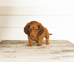 Image preview for Ad Listing. Nickname: Roscoe