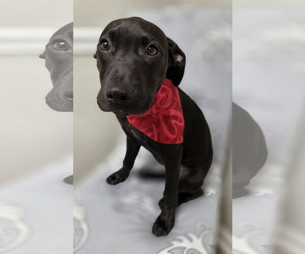 Medium Photo #3 Jack Russell Terrier-Labrador Retriever Mix Puppy For Sale in Magnolia Springs, AL, USA