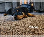 Puppy Yellow Rottweiler