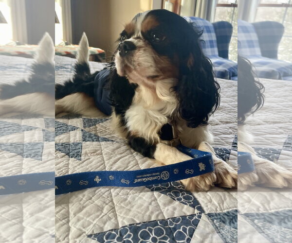 Medium Photo #3 Cavalier King Charles Spaniel Puppy For Sale in St. Louis Park, MN, USA