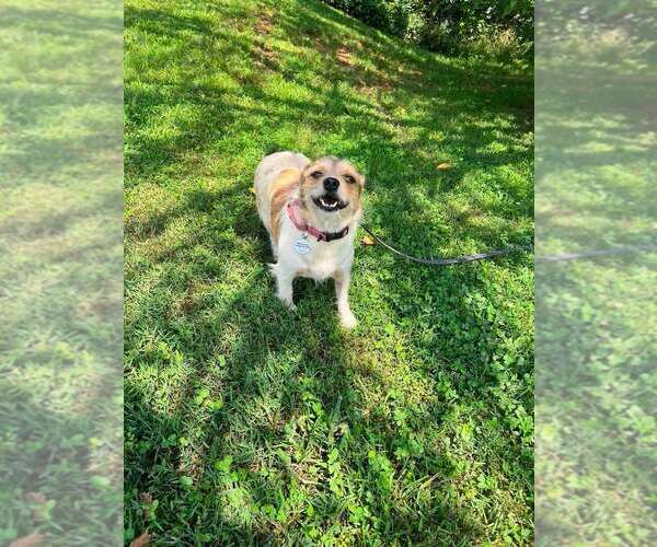 Medium Photo #3 Mutt Puppy For Sale in Candler, NC, USA