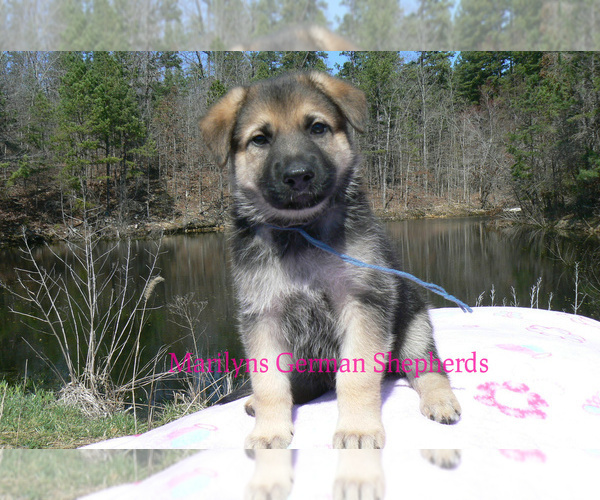 Medium Photo #6 German Shepherd Dog Puppy For Sale in PIEDMONT, MO, USA