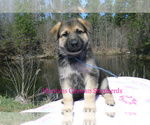 Small #5 German Shepherd Dog