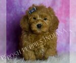 Puppy Puffin Goldendoodle (Miniature)