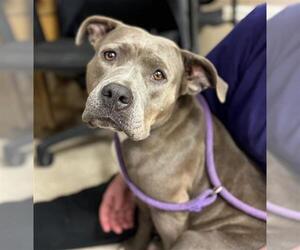 Mutt Dogs for adoption in Conroe, TX, USA