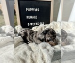 Small Photo #4 Dachshund Puppy For Sale in CONCORDIA, MO, USA