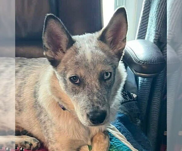 Medium Photo #1 Mutt Puppy For Sale in Canton, CT, USA