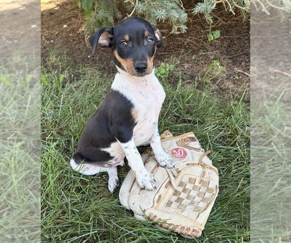 Medium Photo #2 Rat Terrier Puppy For Sale in MIDDLEBURY, IN, USA