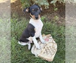 Small #1 Rat Terrier