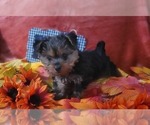 Small #10 Yorkshire Terrier