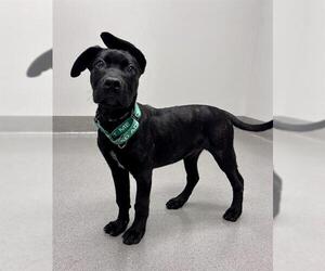 Mastador Dogs for adoption in San Francisco, CA, USA