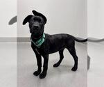 DUTCH CRUNCH - Male Mastador Dog for Adoption - Small photo