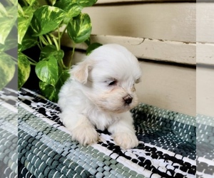 ShihPoo Puppy for sale in CLARE, MI, USA