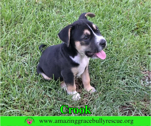 Medium Photo #3 American Staffordshire Terrier-Beagle Mix Puppy For Sale in Milton, FL, USA