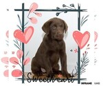 Small Photo #2 Labrador Retriever Puppy For Sale in CLARE, MI, USA