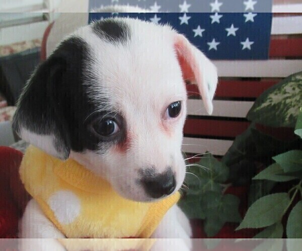 Medium Photo #4 Chi-Corgi Puppy For Sale in SAINT ALBANS, WV, USA