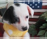 Small Photo #4 Chi-Corgi Puppy For Sale in SAINT ALBANS, WV, USA