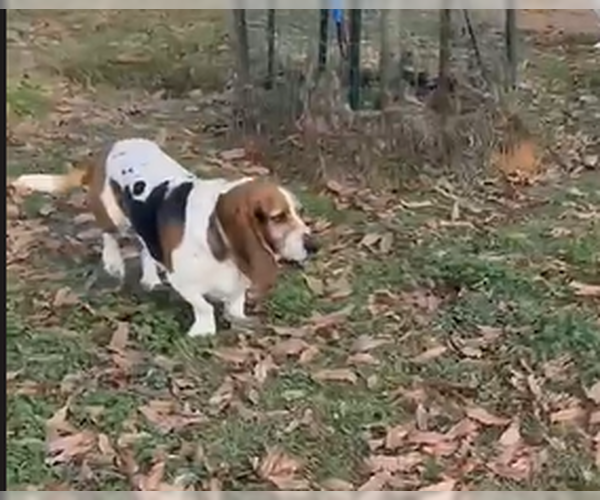 Medium Photo #2 Basset Hound Puppy For Sale in Deepwater, NJ, USA