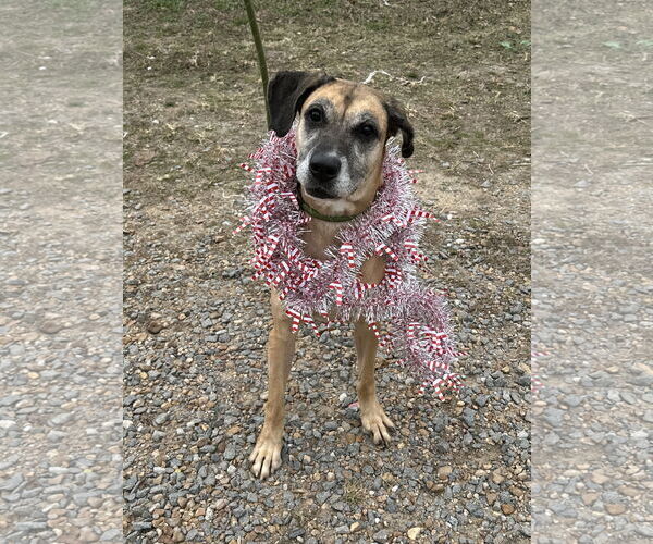 Medium Photo #4 Boxer-Unknown Mix Puppy For Sale in Jackson, MS, USA