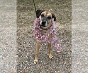 Kimmie - Female Boxer-Unknown Mix Dog for Adoption - Photo #4
