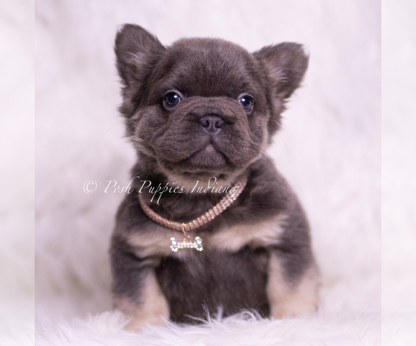 Medium Photo #2 French Bulldog Puppy For Sale in WARSAW, IN, USA