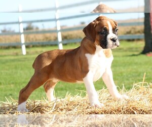 View Ad Boxer Puppy For Sale Near Missouri Chilhowee Usa Adn 155147